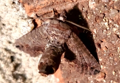 Paectes abrostoloides