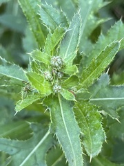 Cirsium arvense