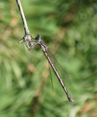 Lestes