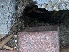 Otospermophilus beecheyi