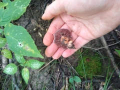 Laccaria ochropurpurea