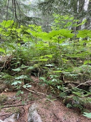 Polystichum andersonii