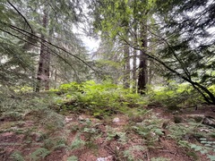 Polystichum andersonii