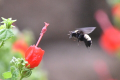 Bombus pensylvanicus