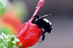 Bombus pensylvanicus