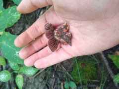 Laccaria ochropurpurea