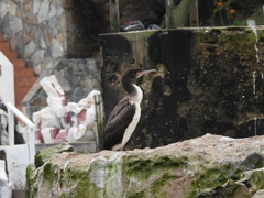 Leucocarbo bougainvillii