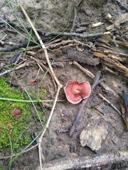 Laccaria ochropurpurea