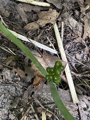 Arisaema triphyllum