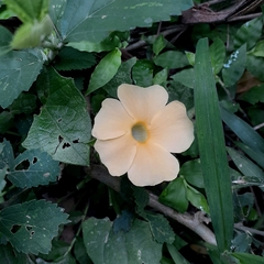 Thunbergia alata