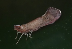 Apache degeeri