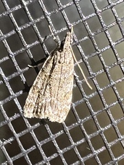 Scoparia basalis