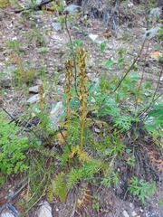 Pedicularis rubens