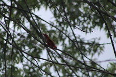 Cardinalis cardinalis cardinalis