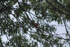 Cardinalis cardinalis cardinalis