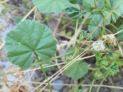Malva neglecta