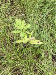 Rudbeckia laciniata