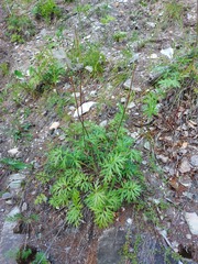 Pulsatilla ambigua