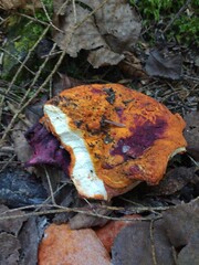 Hypomyces lactifluorum