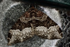 Xanthorhoe lacustrata