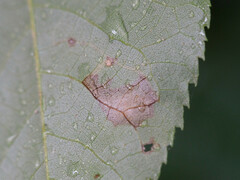 Stigmella betulicola