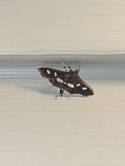 Desmia funeralis