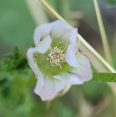 Malva neglecta