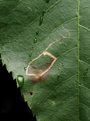 Stigmella betulicola