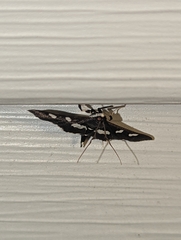 Desmia funeralis