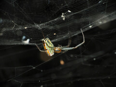 Mecynogea lemniscata