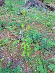 Lilium martagon pilosiusculum