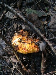 Hypomyces lactifluorum