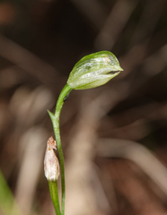 Pterostylis longifolia