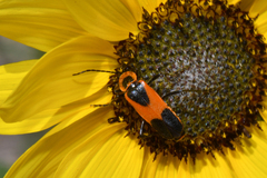 Chauliognathus basalis