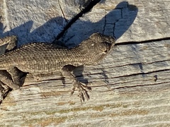 Sceloporus occidentalis