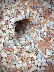 Pogonomyrmex occidentalis