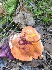 Hypomyces lactifluorum