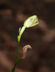 Pterostylis longifolia