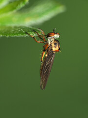 Holcocephala