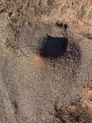 Pogonomyrmex occidentalis