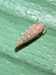 Osbornellus clarus