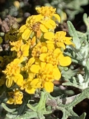 Eriophyllum staechadifolium