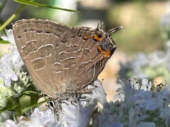 Satyrium liparops