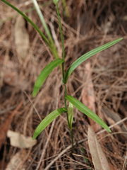 Pterostylis longifolia