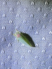 Gyponana octolineata