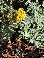 Eriophyllum staechadifolium
