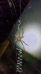 Argiope aurantia