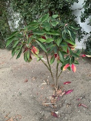 Triadica cochinchinensis