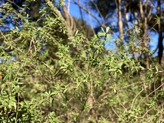 Kunzea