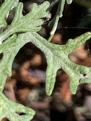 Eriophyllum staechadifolium
